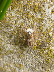 Menemerus semilimbatus