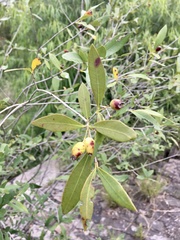 Eugenia uruguayensis