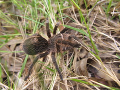 Grammostola burzaquensis