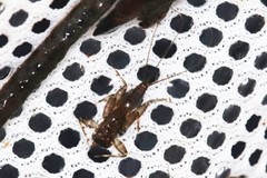 Stenacron interpunctatum interpunctatum