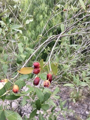 Eugenia uruguayensis