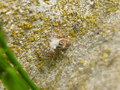 Menemerus semilimbatus