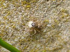 Menemerus semilimbatus