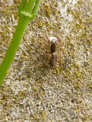 Menemerus semilimbatus