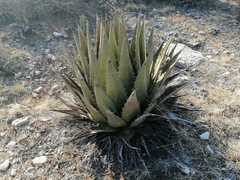 Agave triangularis