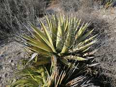 Agave triangularis