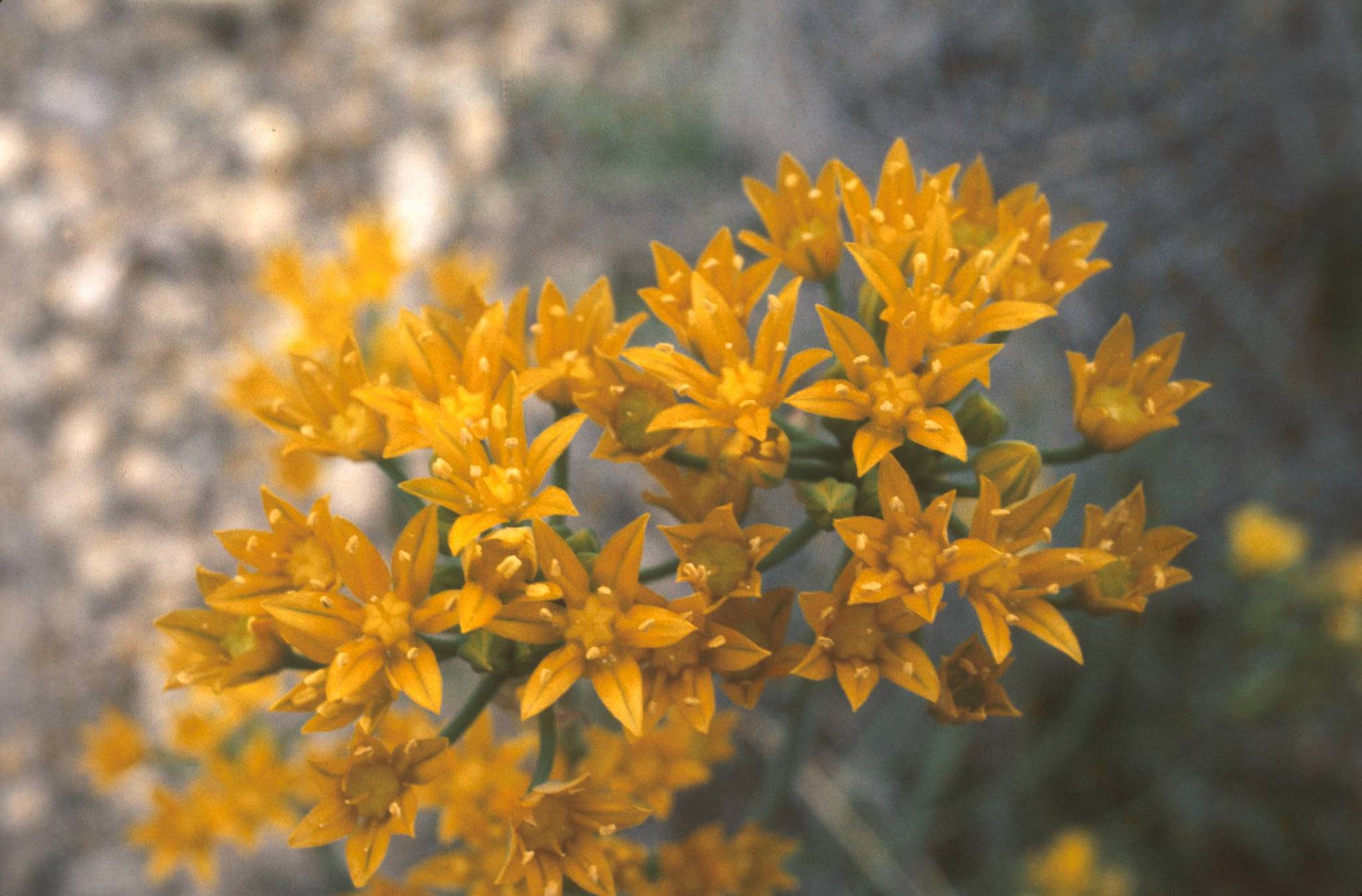Allium coryi