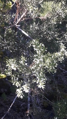 Colletia