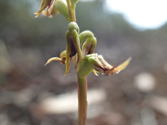 Genoplesium ciliatum