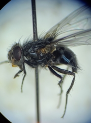 Calliphora livida