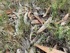 Genoplesium ciliatum