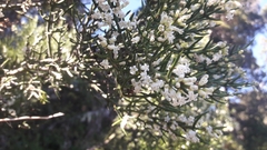 Colletia