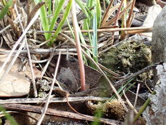 Genoplesium ciliatum