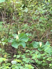 Trillium albidum