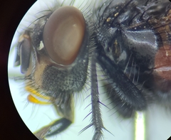 Calliphora livida