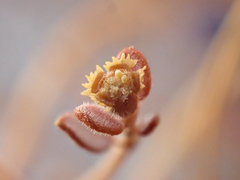 Euphorbia jaegeri