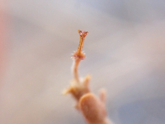 Euphorbia jaegeri
