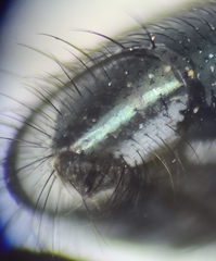 Calliphora livida