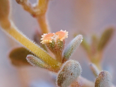 Euphorbia jaegeri