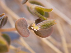 Euphorbia jaegeri