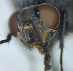 Calliphora livida