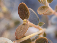 Euphorbia jaegeri