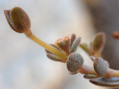 Euphorbia jaegeri