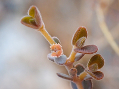Euphorbia jaegeri
