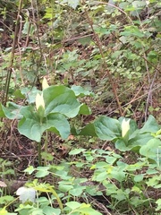Trillium albidum