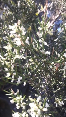 Colletia