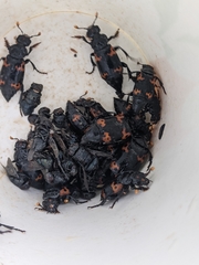 Nicrophorus nepalensis