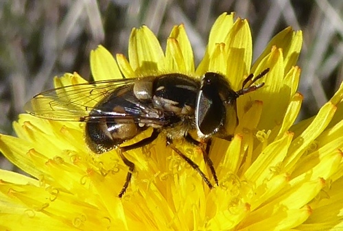 Hover fly