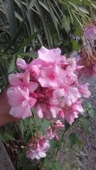 Nerium oleander