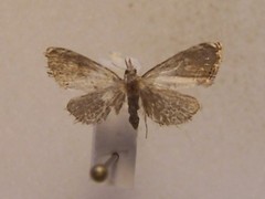 Glaucocharis harmonica