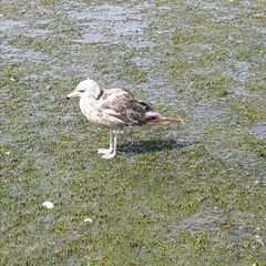 Larus californicus
