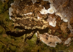 Poropterus angustatus