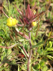 Triphysaria eriantha