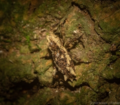Poropterus angustatus