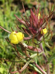 Triphysaria eriantha