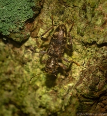Stigmatium mastersii