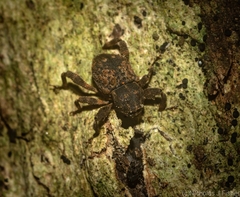 Methidrysis afflicta