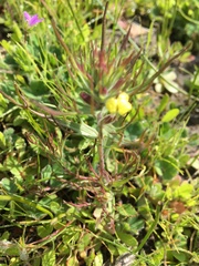 Triphysaria eriantha