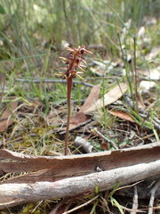 Genoplesium ciliatum