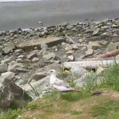 Larus californicus