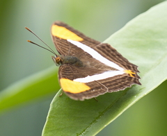 Adelpha cytherea