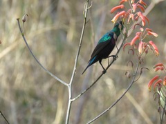 Cinnyris mariquensis