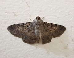 Polydesma boarmoides