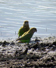 Poicephalus cryptoxanthus