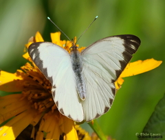 Ascia monuste orseis