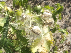 Cnidoscolus maculatus